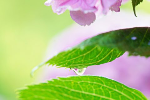 紫陽花の葉　水滴　雨しずく