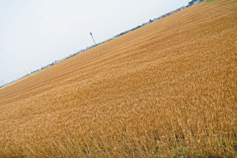 麦畑　暮らし環境