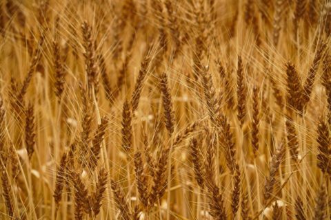 麦の穂　暮らし環境