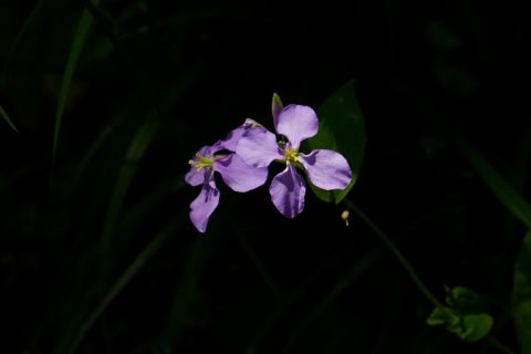 紫色の花　5月の草花２