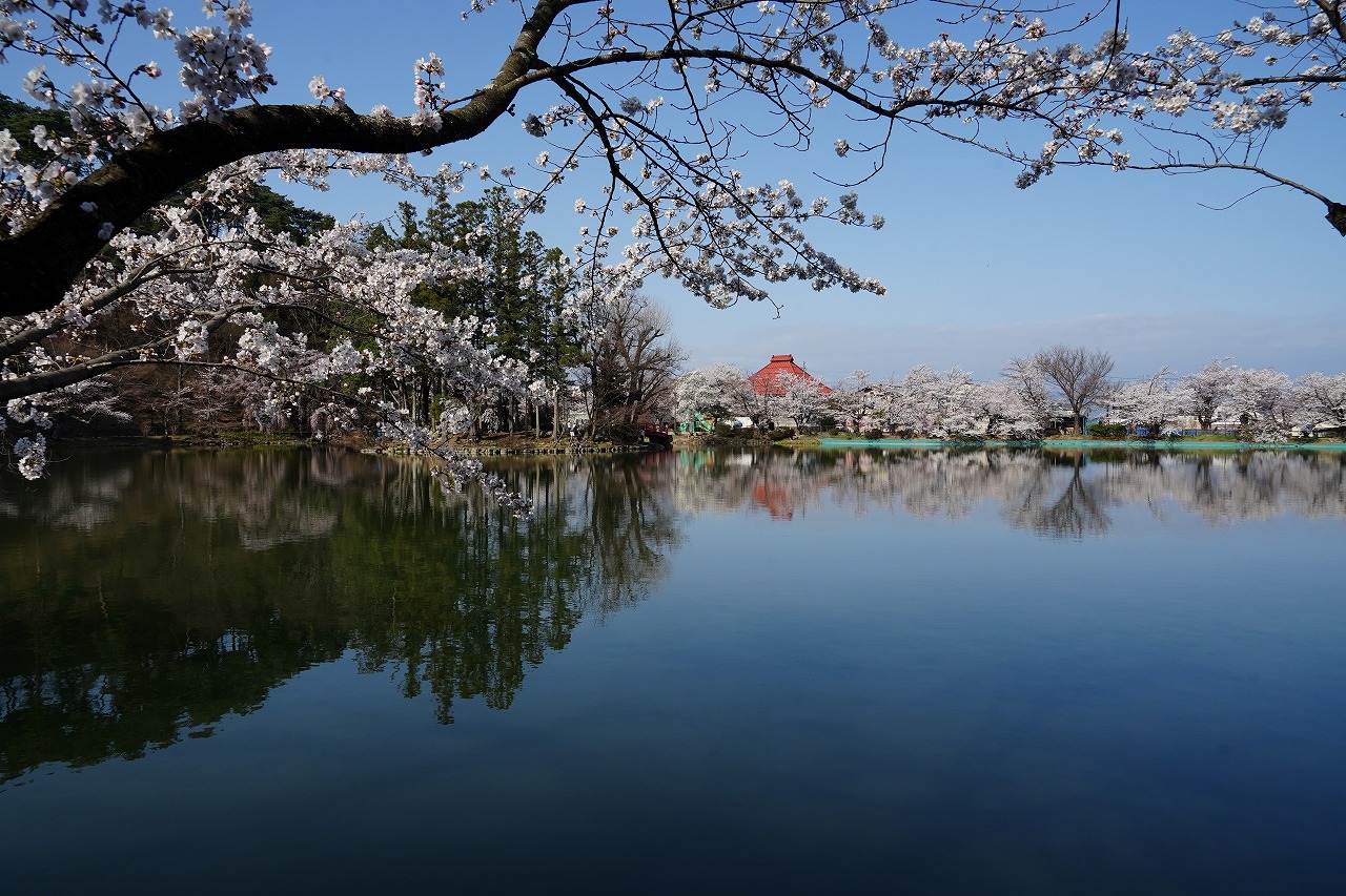 池沿い古民家と桜　暮らし環境