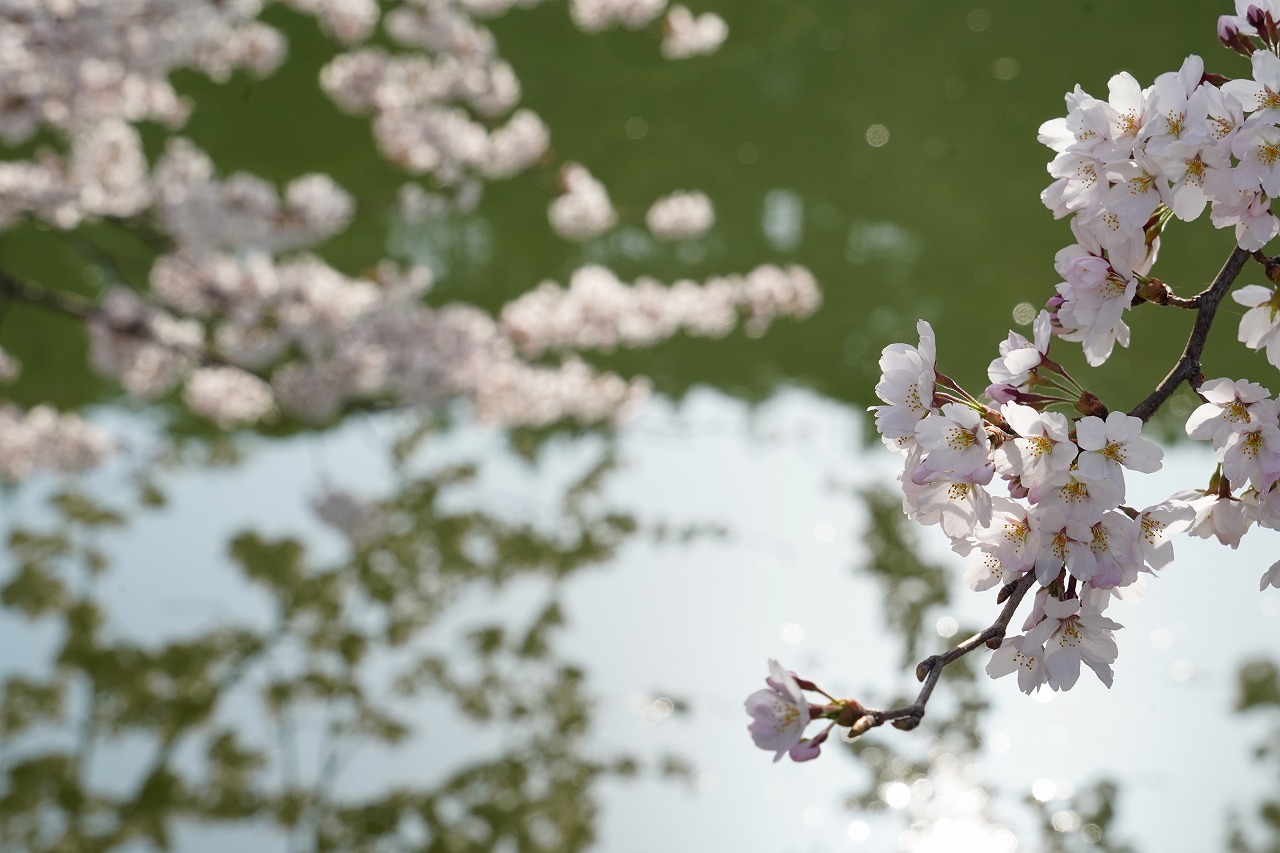 湖畔の桜　暮らし環境
