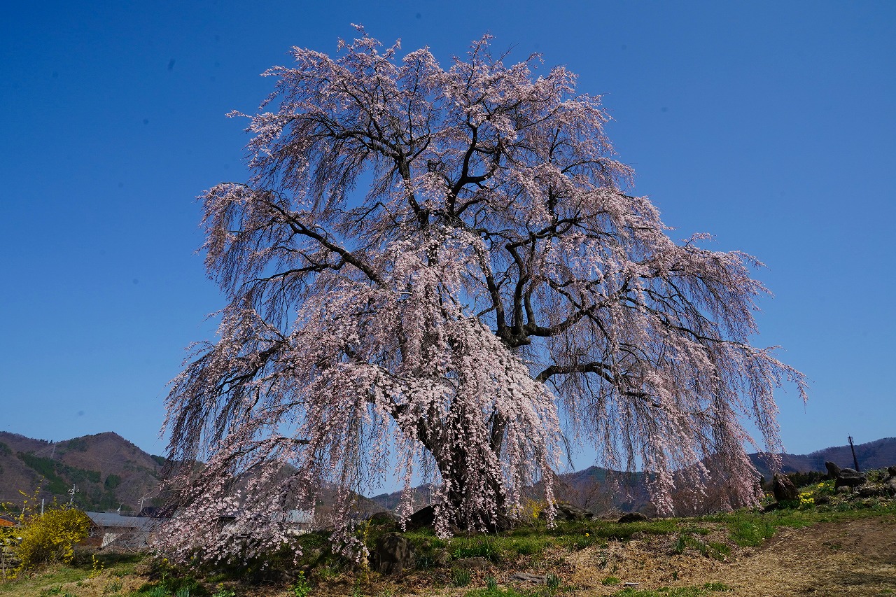 和美の桜　暮らし環境