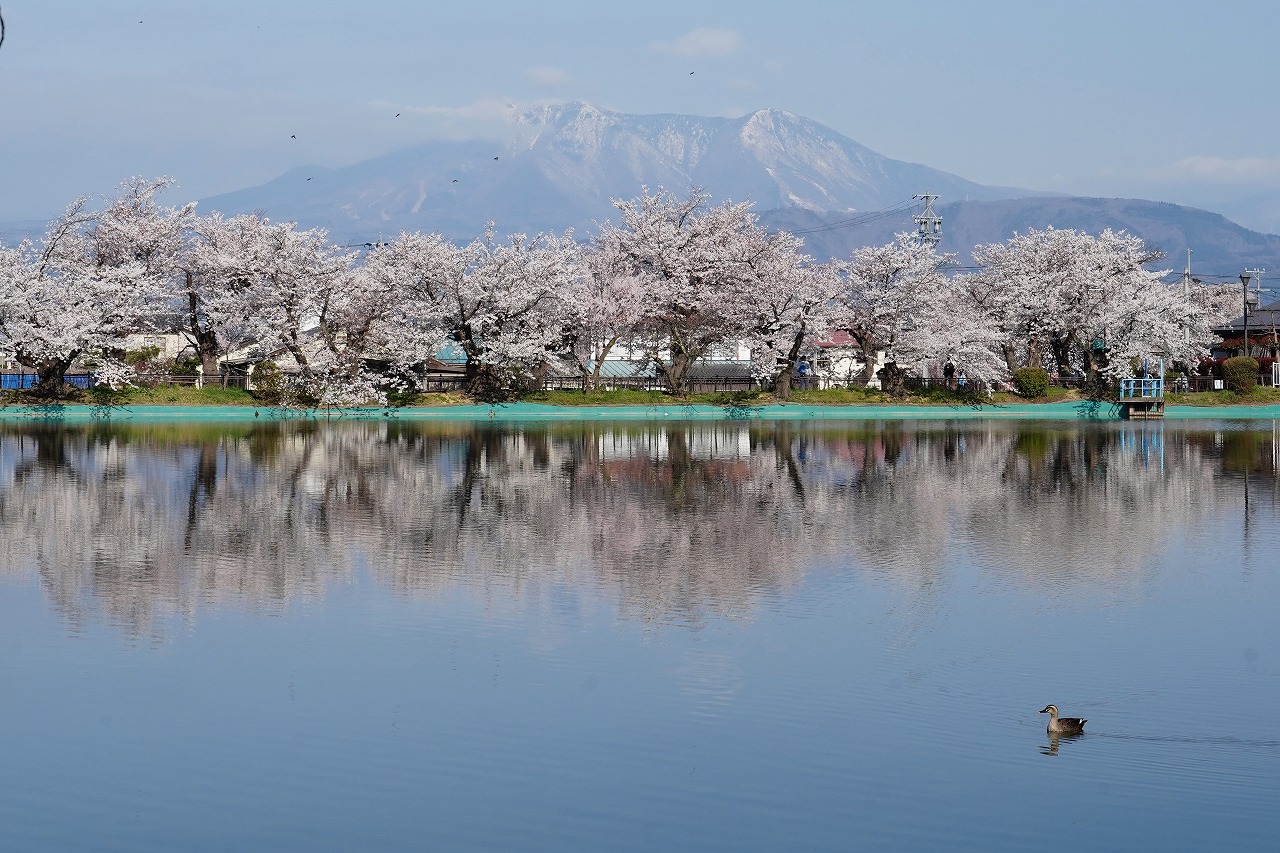 雪山と桜と水鳥　暮らし環境
