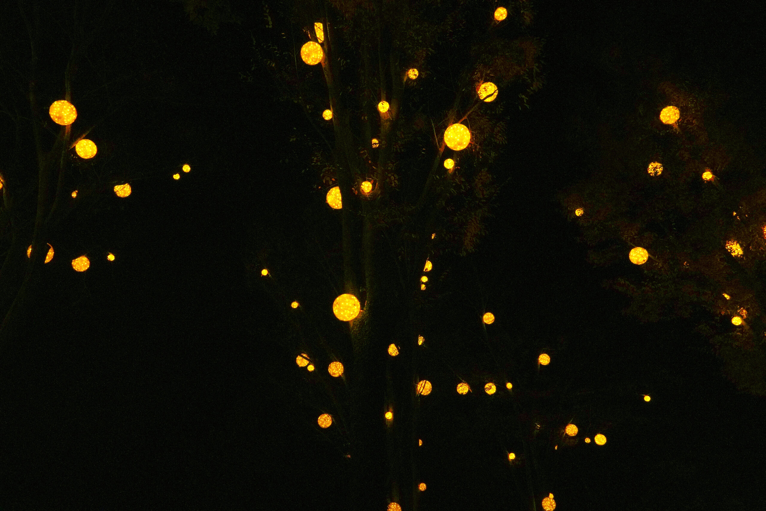光の玉　森林公園　ライトアップ　暮らし環境