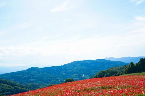 高原　牧場　牛　暮らし環境